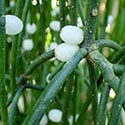 A Rhipsalis baccifera with white berries on the stems