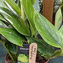 A Plant being sold as Philodendron Cobra
