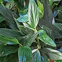 Young plants with variegation on the leaves