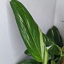 Photo showing some basic leaf variegation
