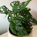 Small plant in a cream container photo by CHAM203