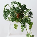 The Swiss Cheese Vine is a modern houseplant, but looks good in most settings. Photo by Carolina Grabowska