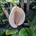 Monstera Adansonii flower. Photo by Jacob Rehage