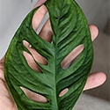 Leaf in front of a hand to show how large they can get.