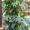 They can grow in hanging baskets or trained up a Moss pole.