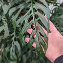 This is a really mature monstera adansonii leaf with many holes and fenestrations.