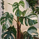 Albo plant growing in an office with evening sun hitting the leaves
