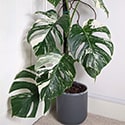 Albo plant next to a white door in a house