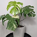 Monstera Thai Constellation on a black table stand next to a white wall