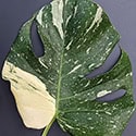 Photo of a single Monstera Thai Constellation leaf