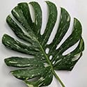 Photo of a single mature Monstera Thai Constellation leaf with fenestrations