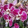 Today, you can find hundreds of different flower patterns and colors.