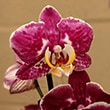 Plant with deep pink and white flowers.