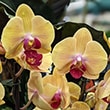 Phalaenopsis with yellow and red markings.