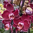 All purple Phalaenopsis with a light pink margin around the flowers.