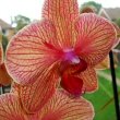 Moth Orchid sitting in a window