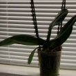 A tall Phalaenopsis Orchid on a window ledge in front of white blinds