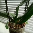 This photo clearly shows the green Phalaenopsis Orchid roots and leaves. A well cared for plant.