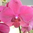 Moth Orchid with purple flowers with another in the background with white flowers