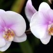 Light purple Moth Orchid photo taken by Guillaume Paumier