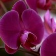 Dark purple Moth Orchid photo by Guillaume Paumier