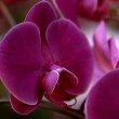 Moth Orchid