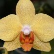 Yellow Moth Orchid photo by SriMesh