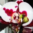 Close up of a Phalaenopsis Orchid flower