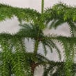 Norfolk Island Pine