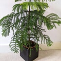 Norfolk Island Pines adapt well to life as a houseplant