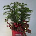 Photo of a decorated Norfolk Pine with Christmas seasonal items Credit to Flower Factor - Blumz by JRDesigns in metro Detroit USA