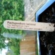 Pachypodium lamerei, the Madagascar Palm. Not really a palm but a stem succulent