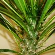 Close up photo showing the Pachypodium spines