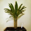 Photo of a young Pachypodium