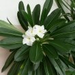 Flowers of the Madagascar Palm which are white and star shaped - Photo by Bach01