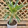 Madagascar Palms can grow to a very large height, but even eventual giants need to start somewhere