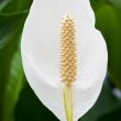 Peace Lily flower close up