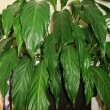 Peace Lily Plant on the edge of a bookshelf