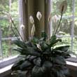 Judy's Peace Lily shown in this photos has flowered mutiple times