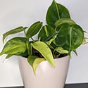 Young philodendron brasil plant in a cream planter