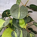 philodendron hederaceum brasil on a small moss stick