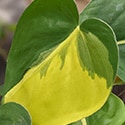 The variegation on these plants is often unstable