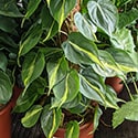 Large philodendron brasil growing on a tall moss stick