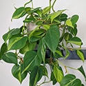 Growing philodendron brasil as a hanging plant on a brown shelf ledge