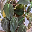 Showing off the heart-shaped leaves of the Micans houseplant