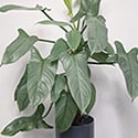 Philodendron Silver Sword in a blue container on a metal side table