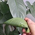 Two Silver Sword Philodendron leaves, one is flipped over so you can see the color contrast of the leaves