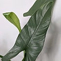The mature leaf of a philodendron hastatum, showing the sword like shape