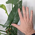 Mature leaf next to a human hand to show the size difference