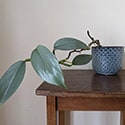 Young Silver Sword plant being grown incorrectly resulting in the leaves and stems being thin photo by BlueLeaf22